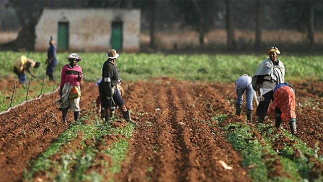 Ebonyi Farmers Lament Rising Running Cost in the Agric Sector Ebonyi Farmers