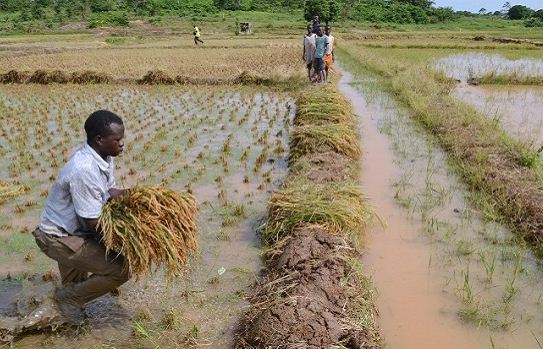 Onitsha Business Hangout Floats Agric Reforms, Hosts Event on July 5